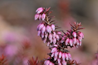 Erieca carnea - vřesovec pleťový - detail květu